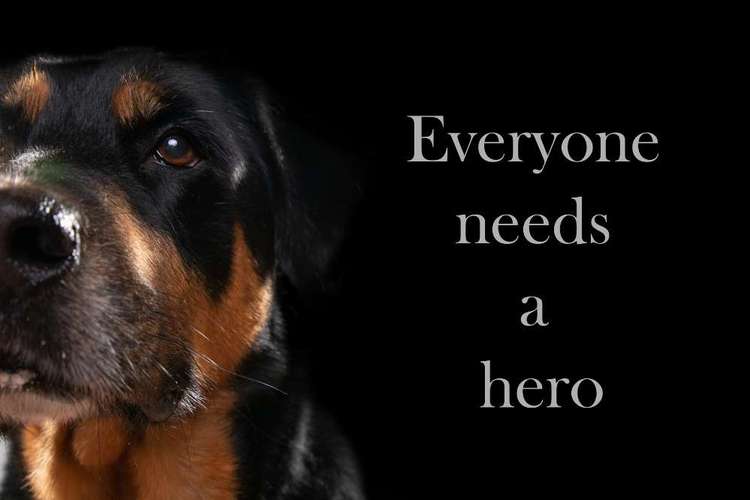 Hundeauslaufgebiet-Aron's Spürnasentraining-Bild