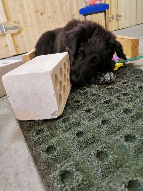 Hundeauslaufgebiet-Aron's Spürnasentraining-Bild