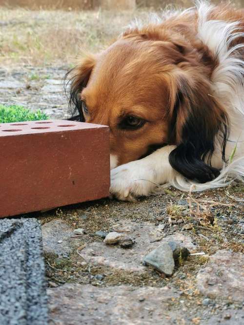 Hundeauslaufgebiet-Aron's Spürnasentraining-Bild