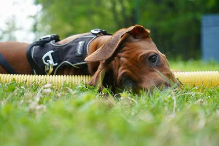 Hundeauslaufgebiet-Pfötchenschule Erzgebirge-Bild
