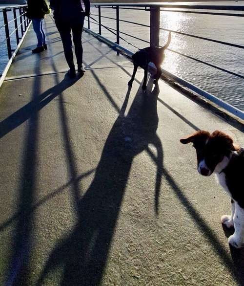 Hundeauslaufgebiet-Küstenwolf Hundetraining Kiel-Bild