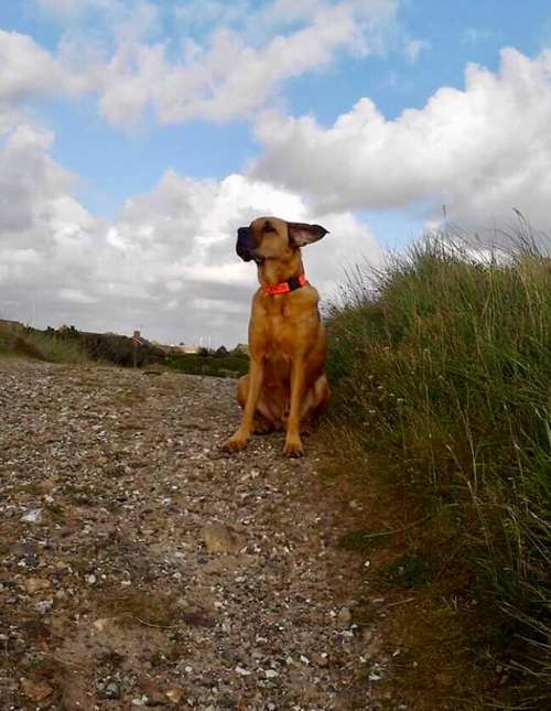 Hundeauslaufgebiet-Küstenwolf Hundetraining Kiel-Bild