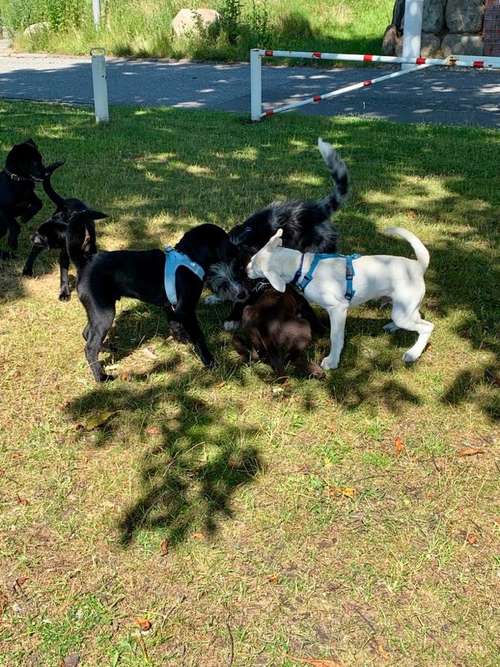 Hundeauslaufgebiet-Küstenwolf Hundetraining Kiel-Bild