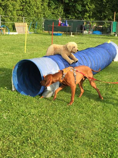 Hundeauslaufgebiet-Küstenwolf Hundetraining Kiel-Bild