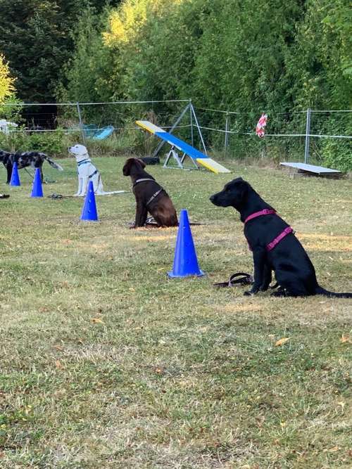 Hundeauslaufgebiet-Küstenwolf Hundetraining Kiel-Bild