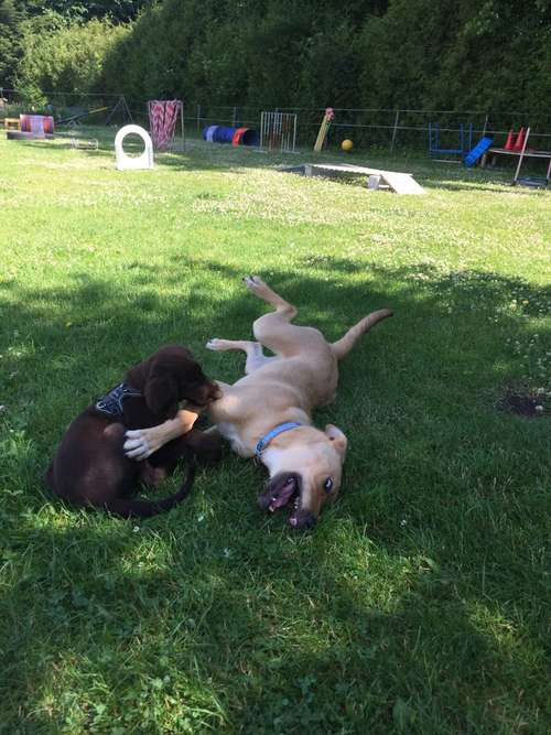 Hundeauslaufgebiet-Küstenwolf Hundetraining Kiel-Bild