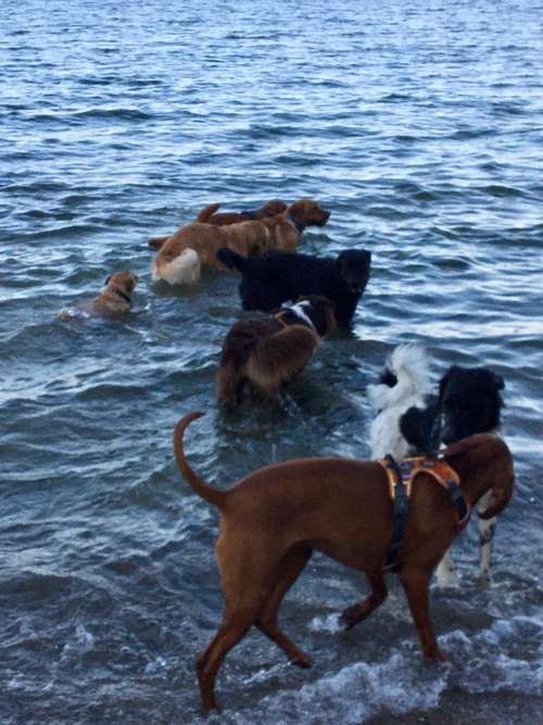 Hundeauslaufgebiet-Küstenwolf Hundetraining Kiel-Bild