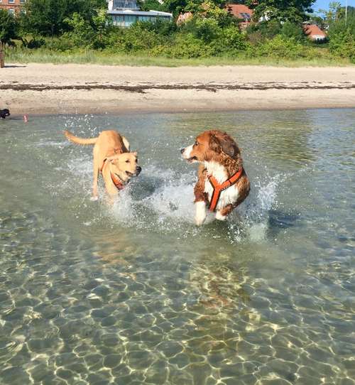 Hundeauslaufgebiet-Küstenwolf Hundetraining Kiel-Bild