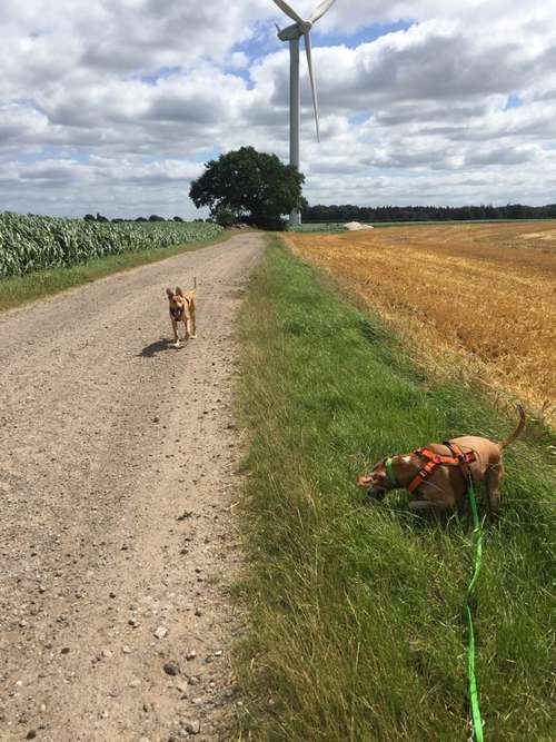 Hundeauslaufgebiet-Küstenwolf Hundetraining Kiel-Bild