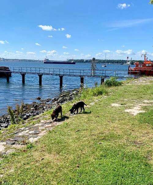 Hundeauslaufgebiet-Küstenwolf Hundetraining Kiel-Bild