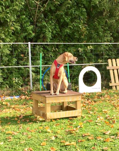 Hundeauslaufgebiet-Küstenwolf Hundetraining Kiel-Bild