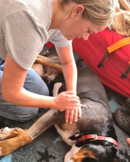 Hundeauslaufgebiet-Mobile Tierheilpraxis/Hundephysiotherapie-Bild