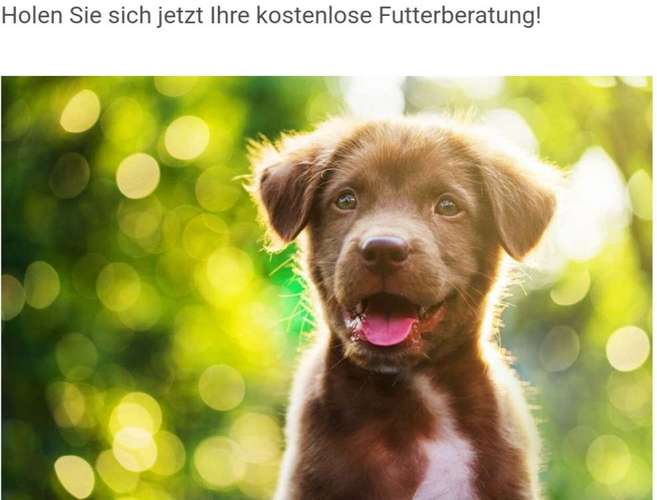 Hundeauslaufgebiet-Mobile Tierheilpraxis/Hundephysiotherapie-Bild