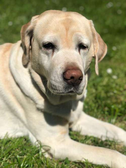 Hundeauslaufgebiet-Tierheilpraxis Vera Ziola-Bild