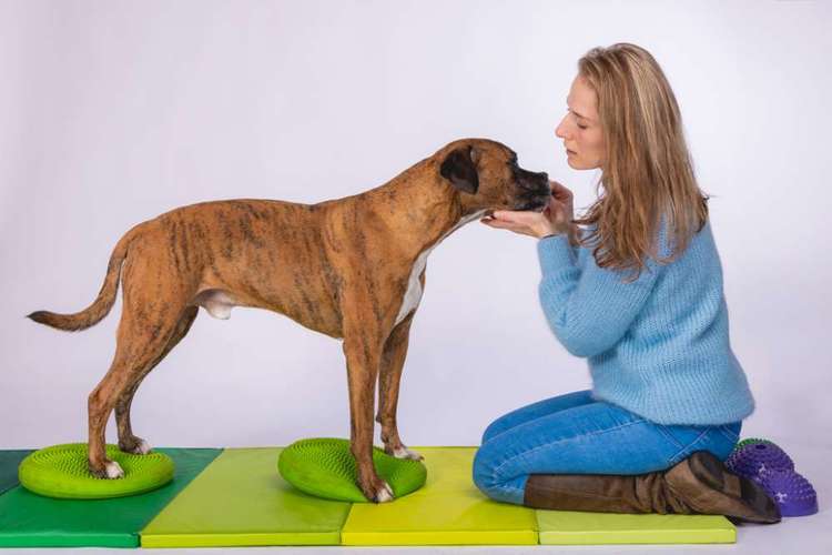 Hundeauslaufgebiet-ReguThera Hundephysio und Tierheilpraxis-Bild