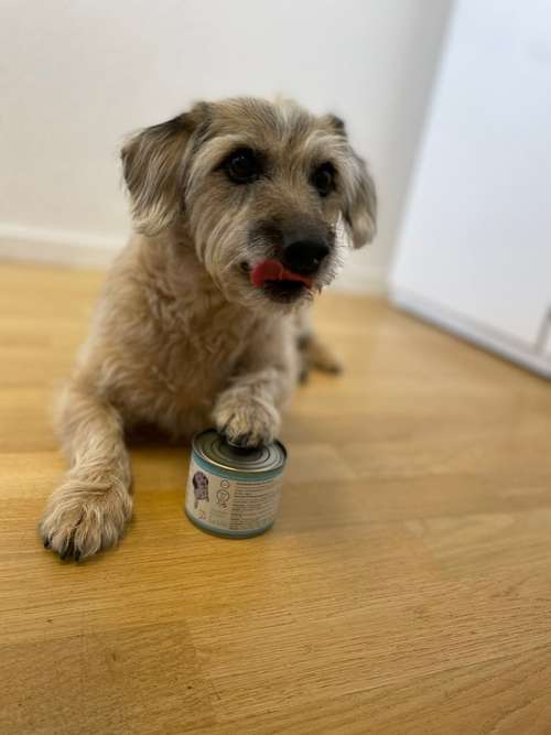 Hundeauslaufgebiet-Tierisch gut bezahlt | Tierjob.de-Bild