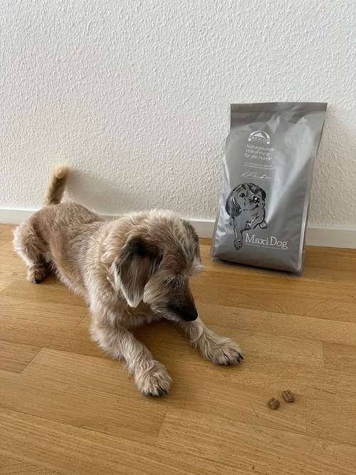 Hundeauslaufgebiet-Tierisch gut bezahlt | Tierjob.de-Bild