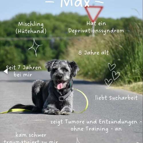 Hundeauslaufgebiet-Willemeits Mobile Hundeschule-Bild