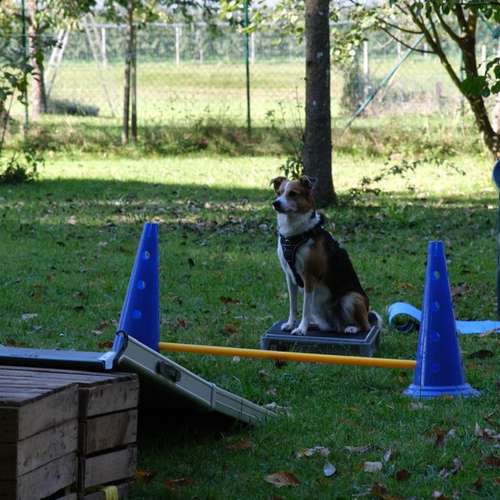 Hundeauslaufgebiet-Hundeschule Lumpenhund -Bild
