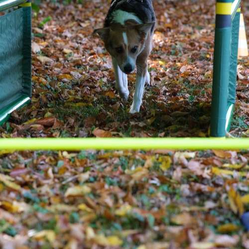 Hundeauslaufgebiet-Hundeschule Lumpenhund -Bild