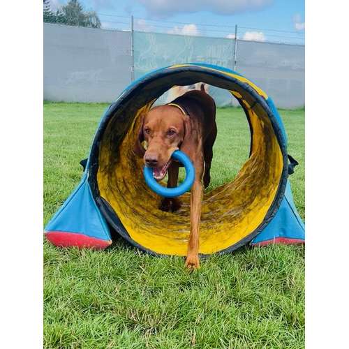 Hundeauslaufgebiet-Hundeschule Lumpenhund -Bild