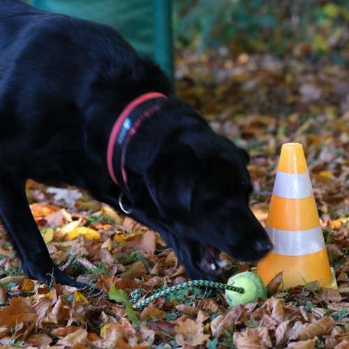 Hundeauslaufgebiet-Hundeschule Lumpenhund -Bild