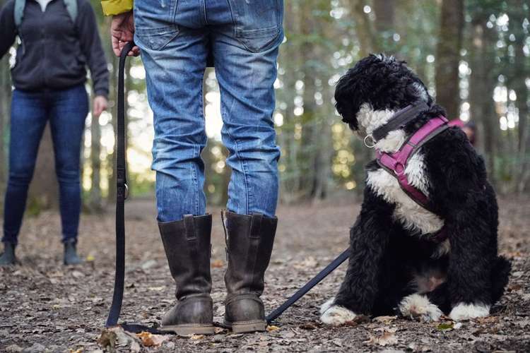 Hundeauslaufgebiet-Hunde.Haltung Training-Bild