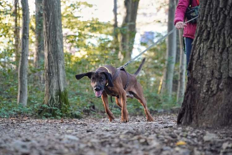 Hundeauslaufgebiet-Hunde.Haltung Training-Bild