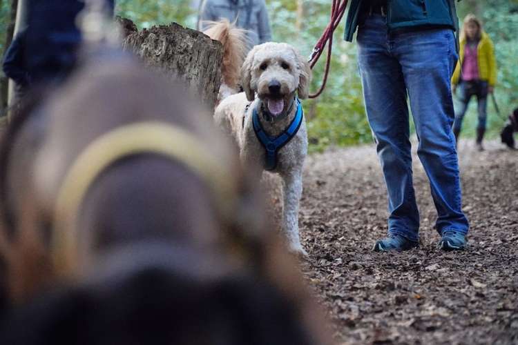 Hundeauslaufgebiet-Hunde.Haltung Training-Bild