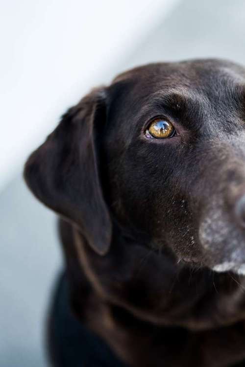 Hundeauslaufgebiet-ab_photoarts-Bild