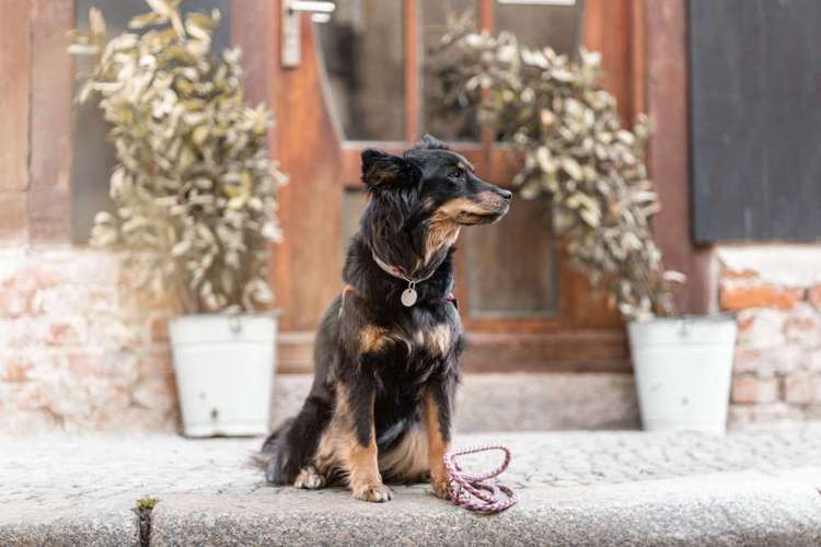 Hundeauslaufgebiet-ab_photoarts-Bild