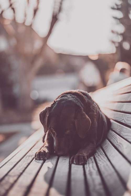 Hundeauslaufgebiet-ab_photoarts-Bild