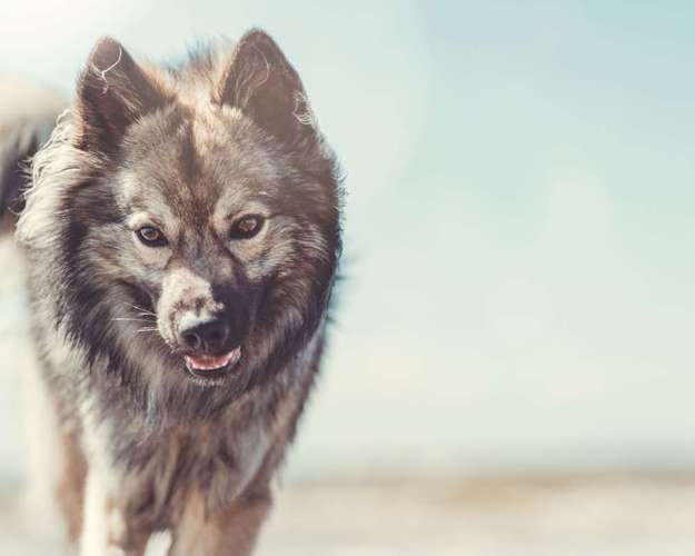 Hundeauslaufgebiet-ab_photoarts-Bild