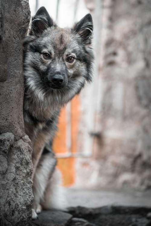 Hundeauslaufgebiet-ab_photoarts-Bild