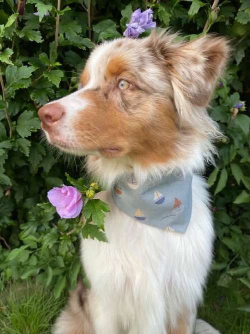 Hundeauslaufgebiet-Handmade NaLu-Bild