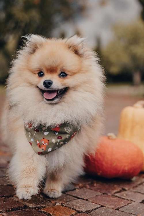 Hundeauslaufgebiet-Handmade NaLu-Bild