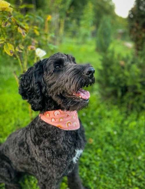 Hundeauslaufgebiet-Handmade NaLu-Bild