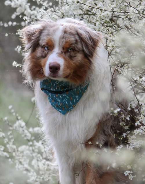 Hundeauslaufgebiet-Handmade NaLu-Bild