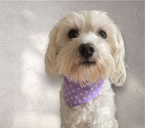 Hundeauslaufgebiet-Handmade NaLu-Bild