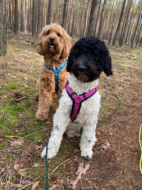 Hundeauslaufgebiet-Dogxytocin - Hundeschule-Bild