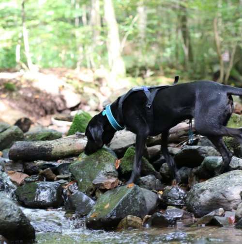 Hundeauslaufgebiet-Dogxytocin - Hundeschule-Bild