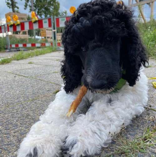 Hundeauslaufgebiet-Dogxytocin - Hundeschule-Bild