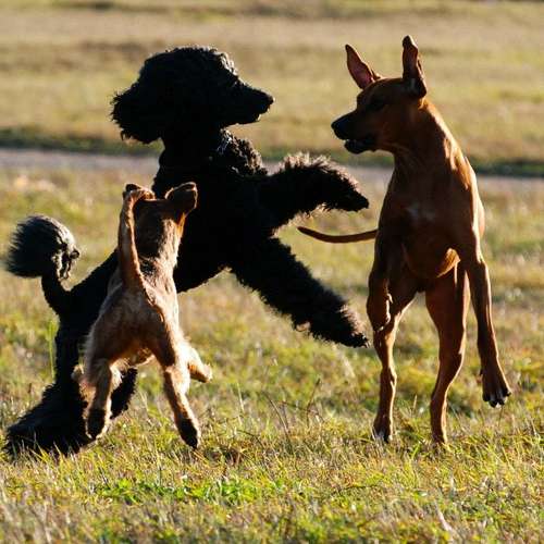 Hundeauslaufgebiet-Dogxytocin - Hundeschule-Bild