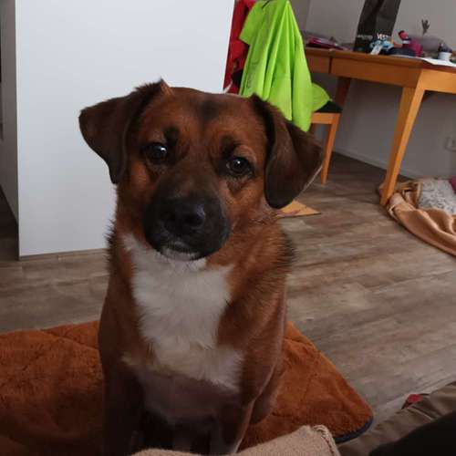 Hundeauslaufgebiet-Eva Callesen-Bild