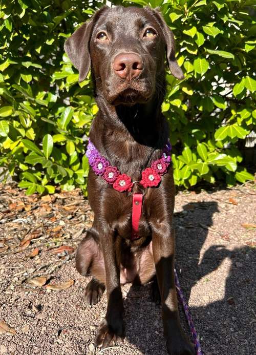 Hundeauslaufgebiet-Frechepfoetchen-Bild