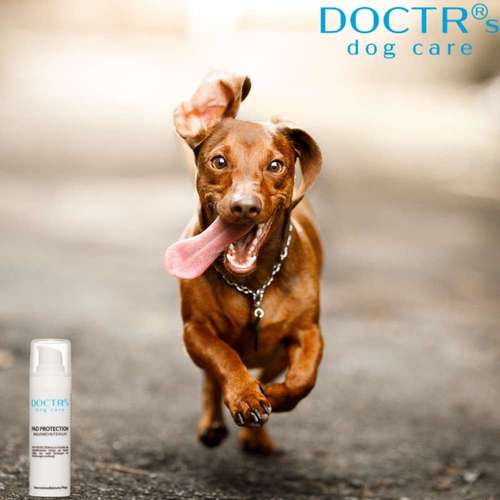 Hundeauslaufgebiet-DOCTR's pet care-Bild