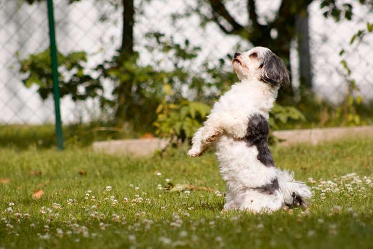 Hundeauslaufgebiet-Pfotenfreunde Augsburg – Hundeschule-Bild