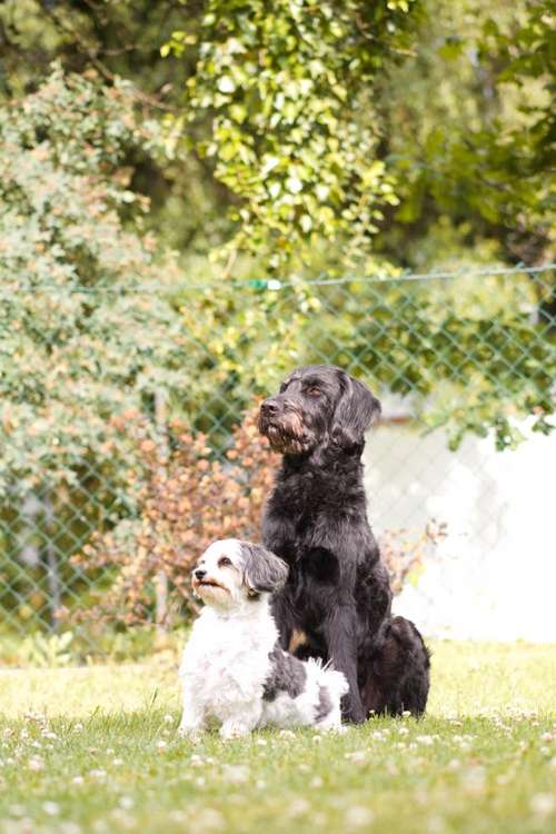 Hundeauslaufgebiet-Pfotenfreunde Augsburg – Hundeschule-Bild