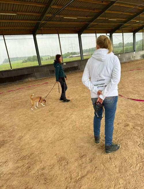 Hundeauslaufgebiet-Hundeschule Hackstuhl -Bild