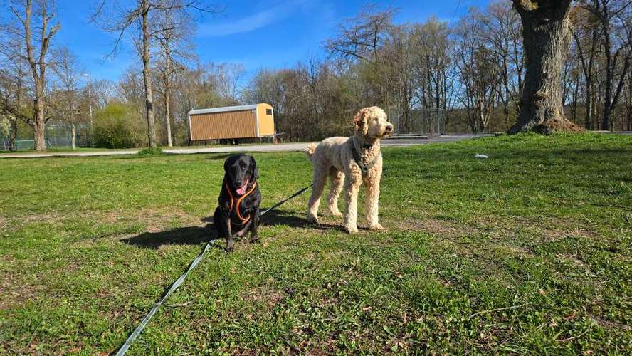 Hundeauslaufgebiet-Hundeschule Hackstuhl -Bild